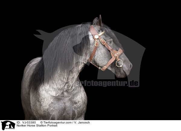 Noriker Horse Stallion Portrait / VJ-03380