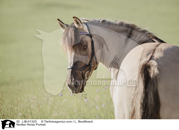 Noriker Horse Portrait / LIB-01320