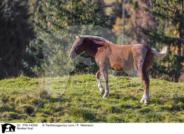 Noriker Fohlen / Noriker foal / PW-14506