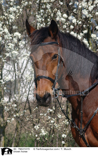 Oldenburger Portrait / brown horse / TM-01415