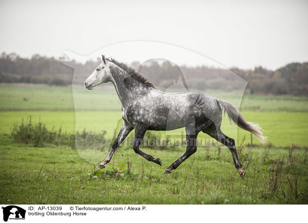 trabender Oldenburger / trotting Oldenburg Horse / AP-13039