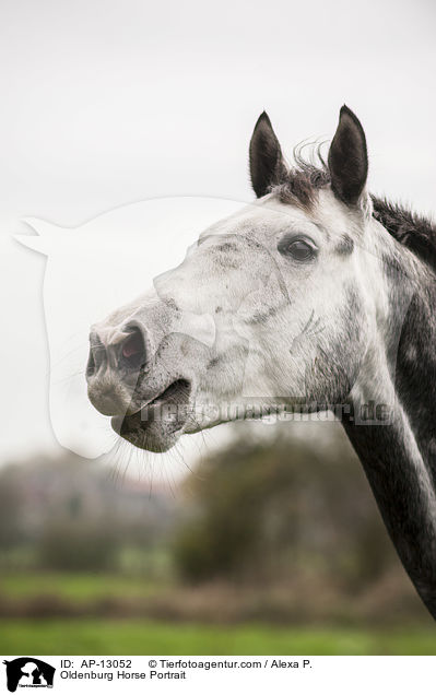 Oldenburg Horse Portrait / AP-13052