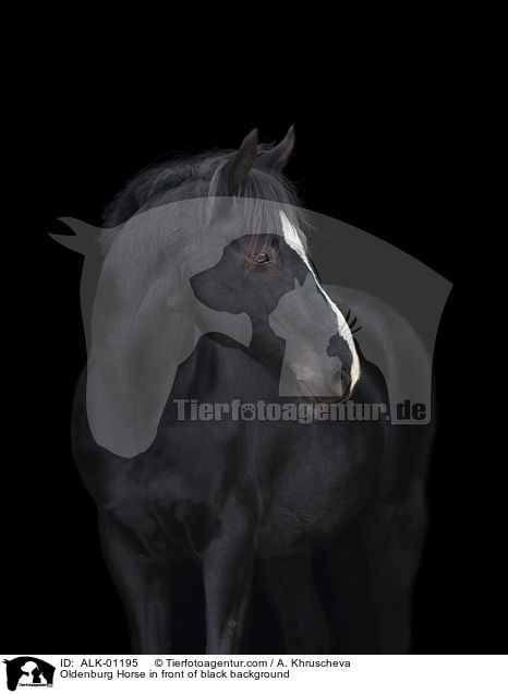 Oldenburger vor schwarzem Hintergrund / Oldenburg Horse in front of black background / ALK-01195