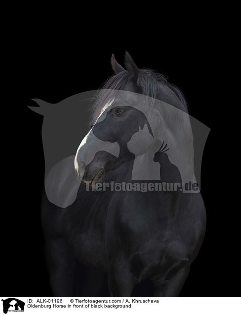 Oldenburger vor schwarzem Hintergrund / Oldenburg Horse in front of black background / ALK-01196