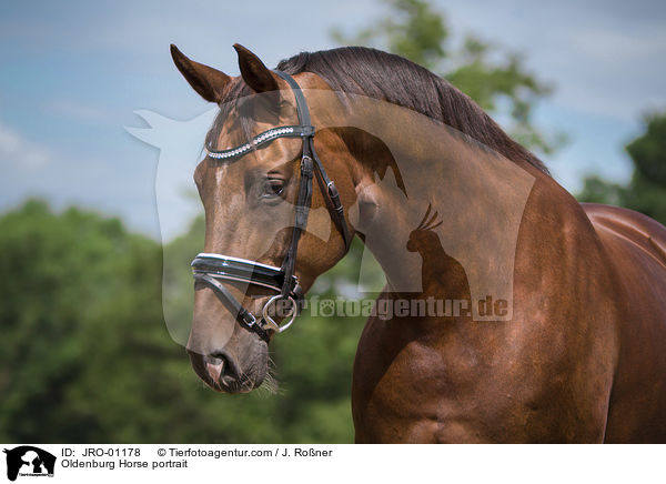 Oldenburg Horse portrait / JRO-01178