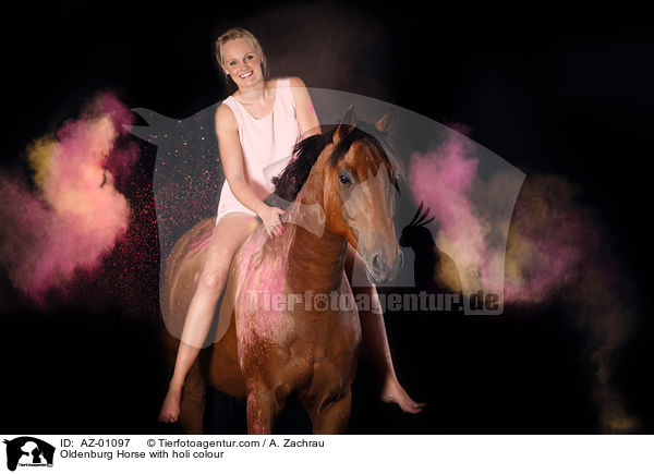 Oldenburg Horse with holi colour / AZ-01097