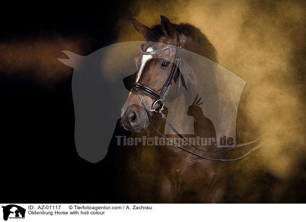 Oldenburg Horse with holi colour / AZ-01117