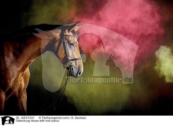 Oldenburg Horse with holi colour / AZ-01231