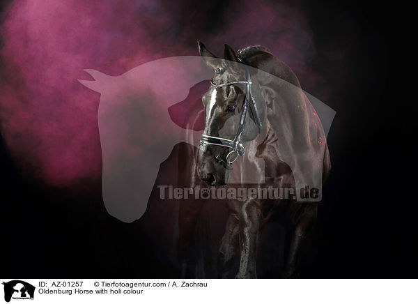 Oldenburg Horse with holi colour / AZ-01257