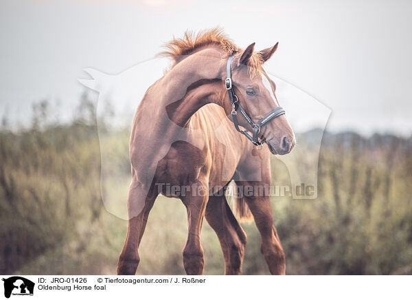 Oldenburger Fohlen / Oldenburg Horse foal / JRO-01426