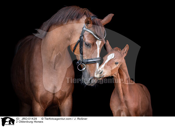2 Oldenburg Horses / JRO-01428