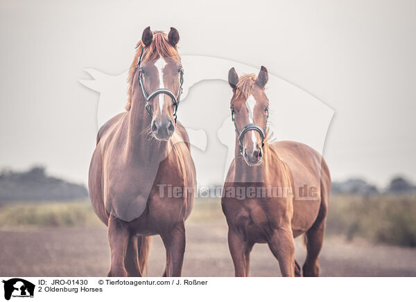 2 Oldenburger / 2 Oldenburg Horses / JRO-01430