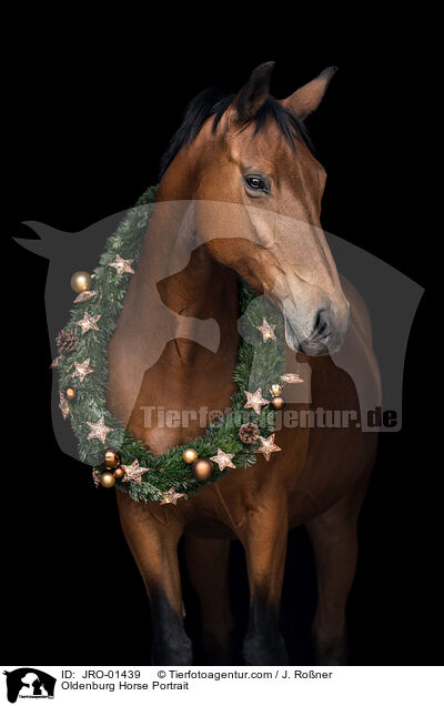 Oldenburg Horse Portrait / JRO-01439