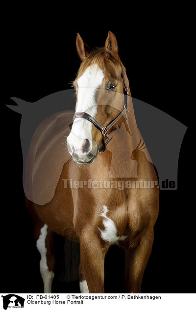 Oldenburg Horse Portrait / PB-01405