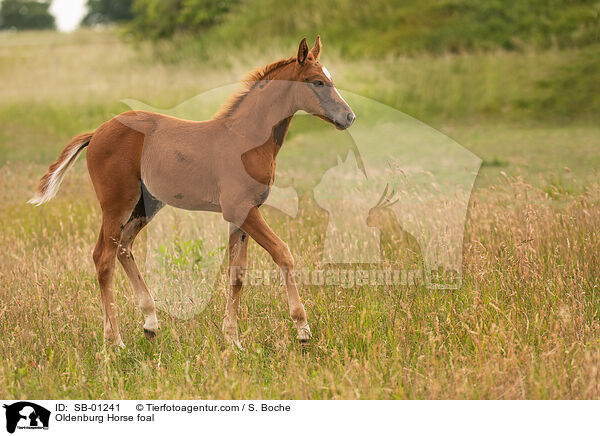Oldenburg Horse foal / SB-01241