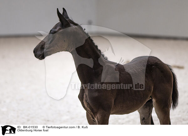 Oldenburg Horse foal / BK-01530