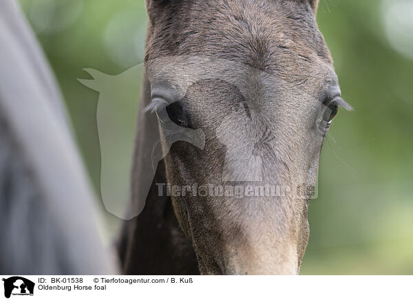 Oldenburg Horse foal / BK-01538