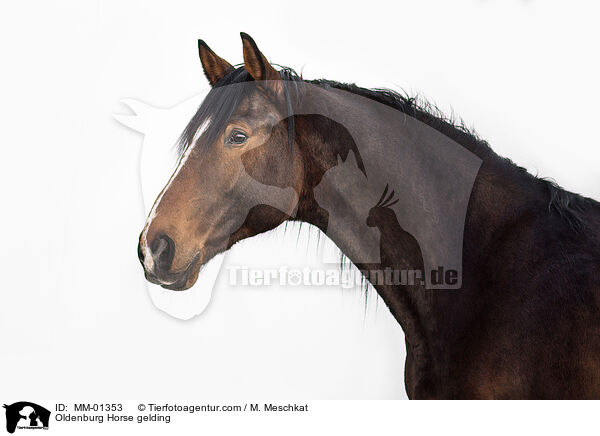 Oldenburg Horse gelding / MM-01353