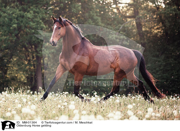 Oldenburg Horse gelding / MM-01364