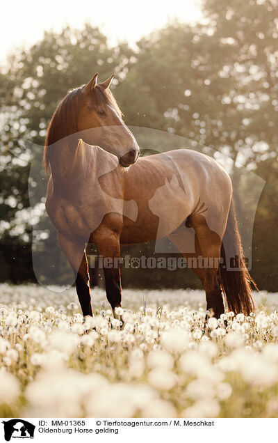Oldenburg Horse gelding / MM-01365
