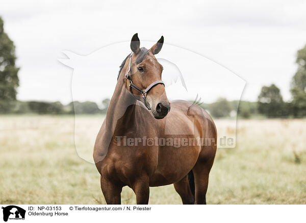 Oldenburg Horse / NP-03153