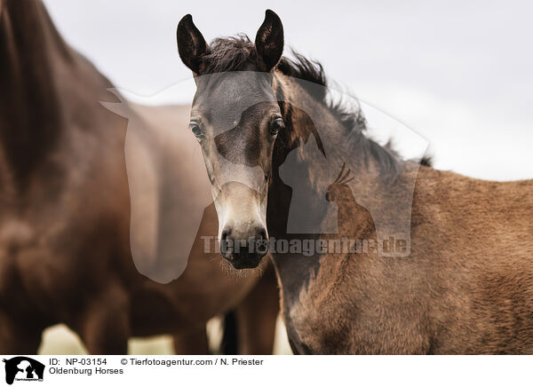 Oldenburg Horses / NP-03154