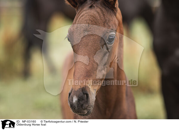 Oldenburg Horse foal / NP-03160