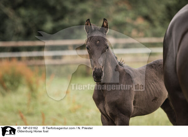 Oldenburg Horse foal / NP-03162