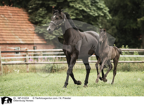 Oldenburg Horses / NP-03204