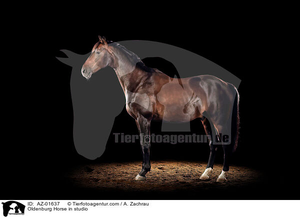 Oldenburg Horse in studio / AZ-01637