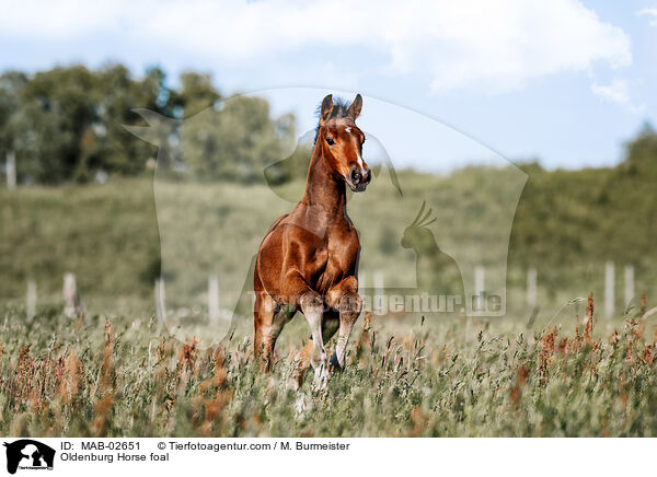 Oldenburg Horse foal / MAB-02651