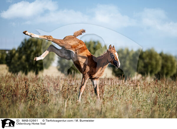 Oldenburg Horse foal / MAB-02661