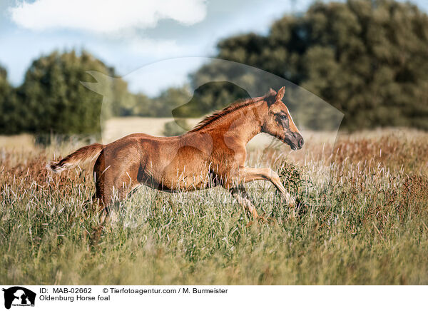 Oldenburg Horse foal / MAB-02662