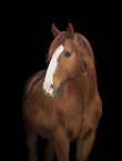 Oldenburg Horse in front of black background