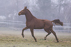 Oldenburg Horse