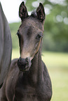 Oldenburg Horse foal