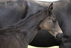 Oldenburg Horses