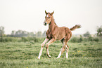 Oldenburg Horse