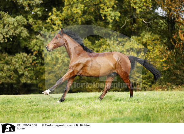 Oldenburger Springpferd / horse / RR-57558