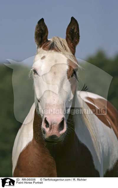Paint Horse Portrait / RR-06006
