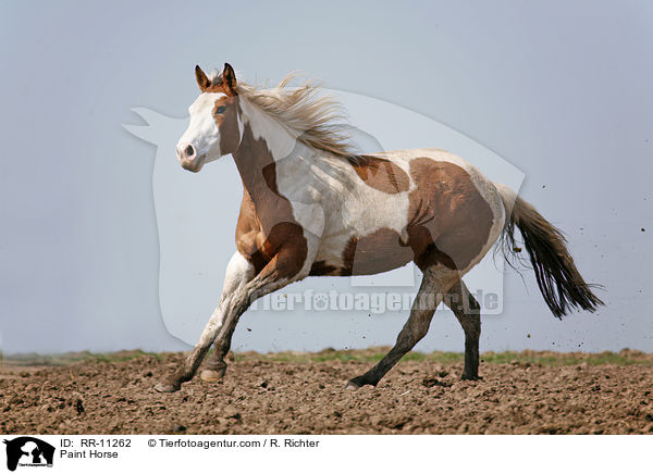 Paint Horse / Paint Horse / RR-11262