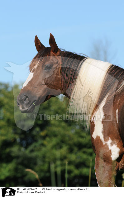 Paint Horse Portrait / AP-03471