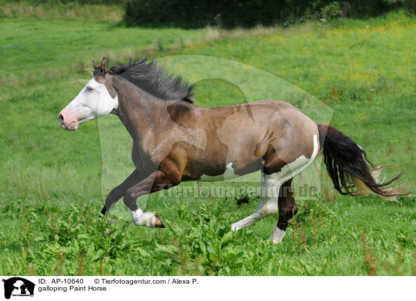 galloping Paint Horse / AP-10640