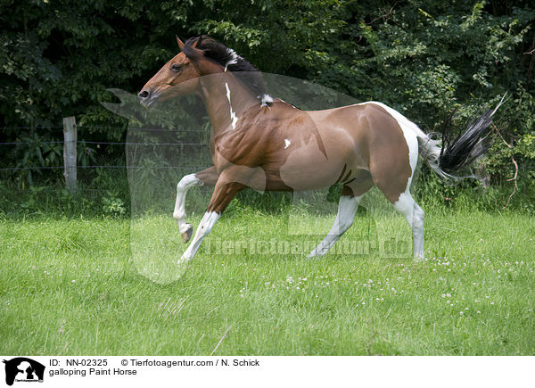 galoppierendes Paint Horse / galloping Paint Horse / NN-02325