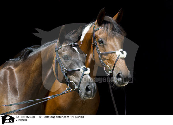 2 Pferde / 2 horses / NN-02328