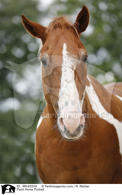 Paint Horse Portrait / Paint Horse Portrait / RR-85539