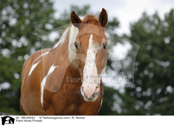Paint Horse Portrait / Paint Horse Portrait / RR-85542