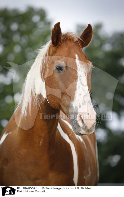 Paint Horse Portrait / Paint Horse Portrait / RR-85545