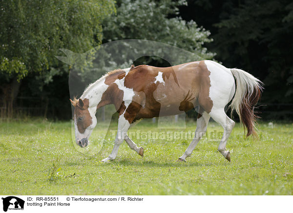 trabendes Paint Horse / trotting Paint Horse / RR-85551