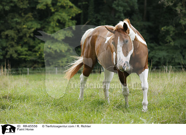 Paint Horse / Paint Horse / RR-85556